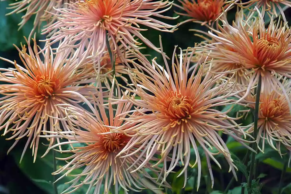 Spider Chrysanthemums