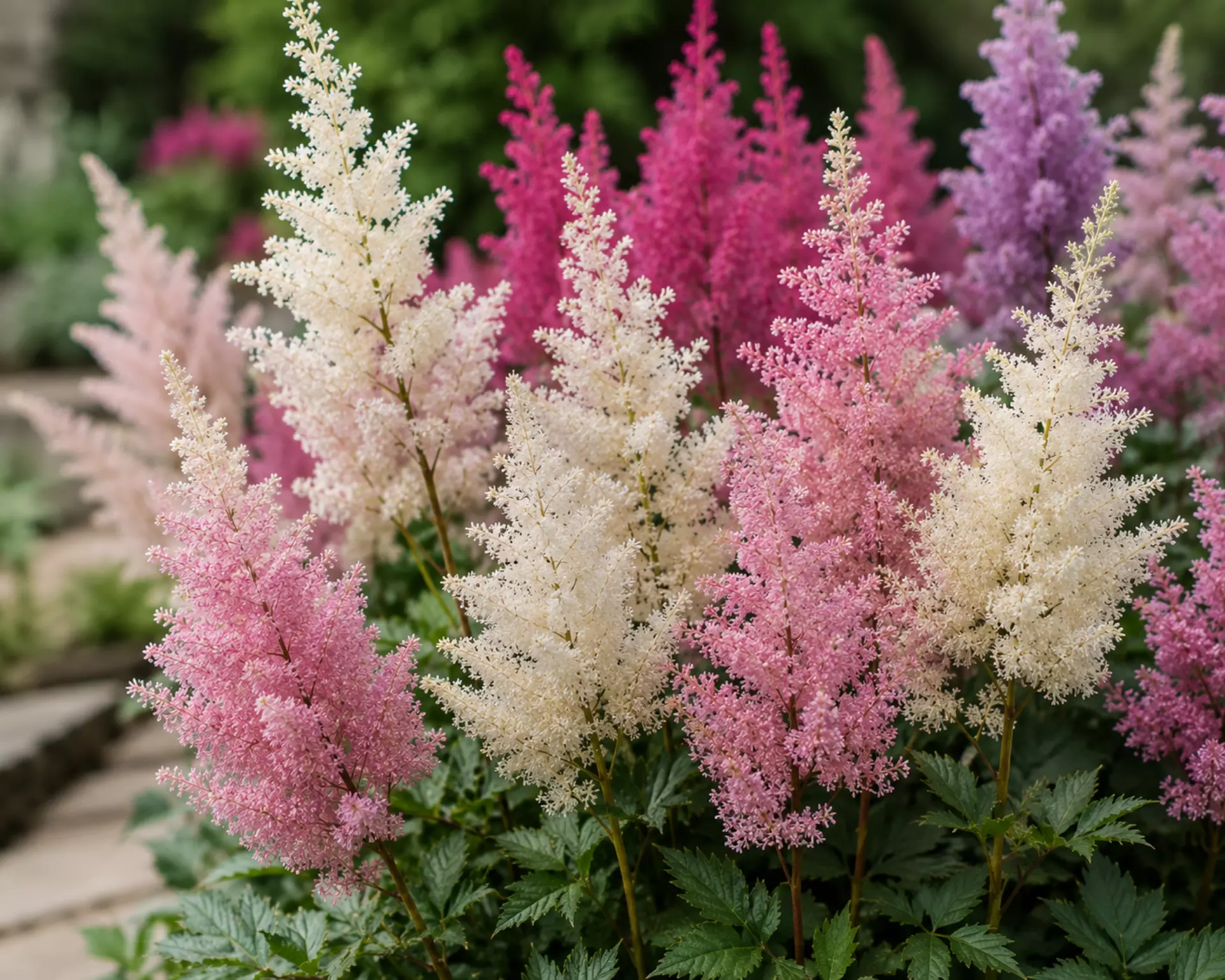Astilbe feathery flowers