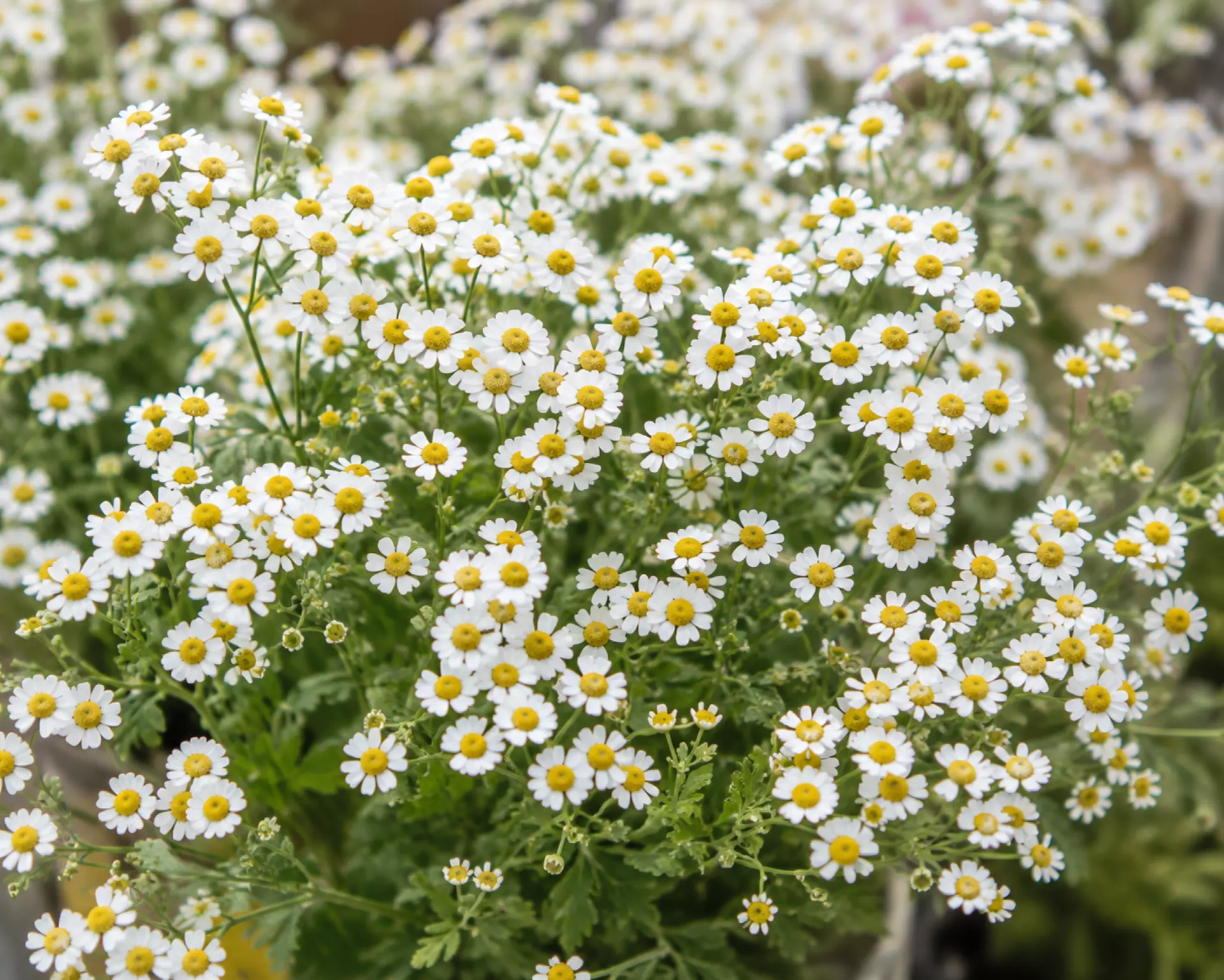 Feverfew tiny daisy like flowers