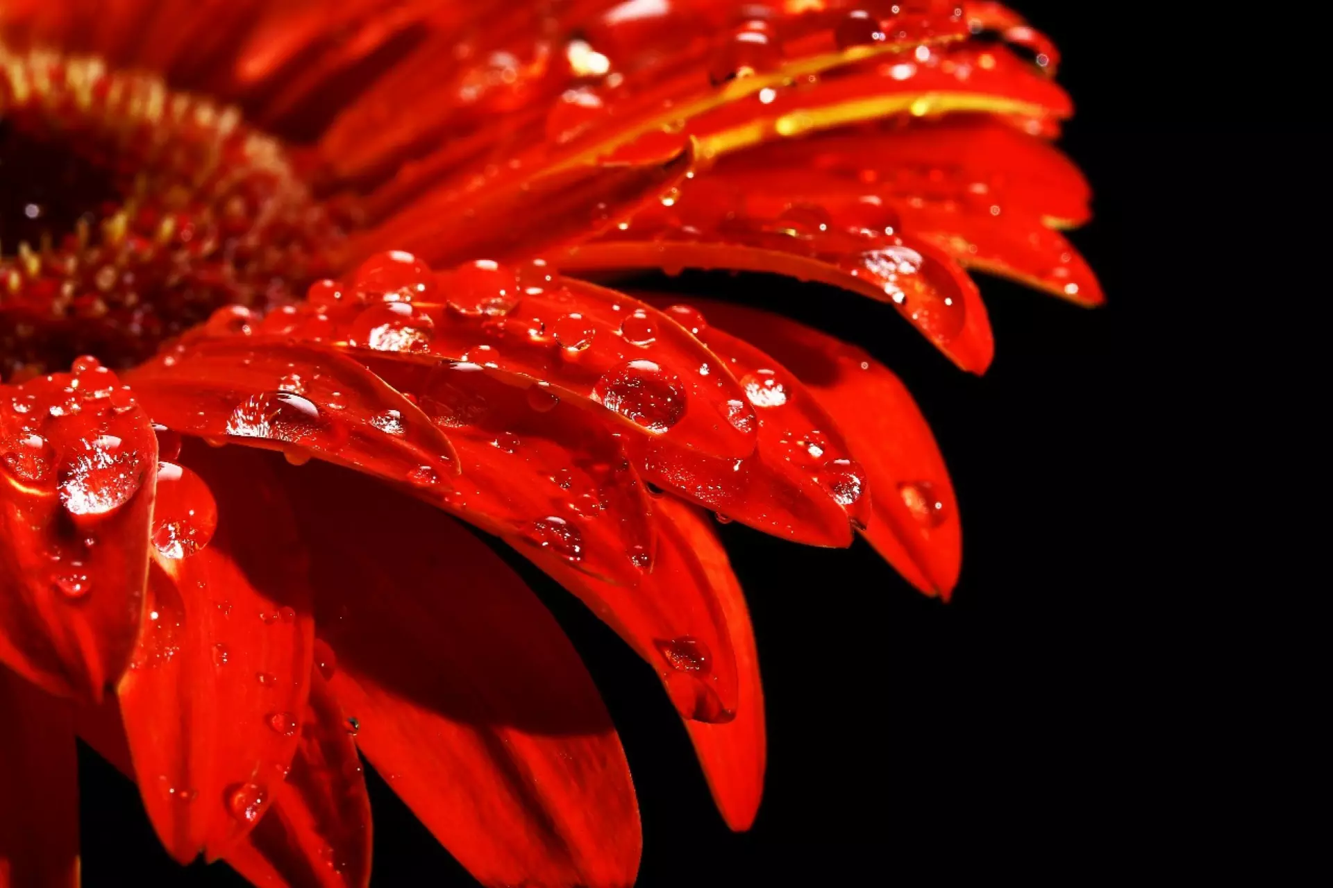 Gerbera flower decor for festive daytime events