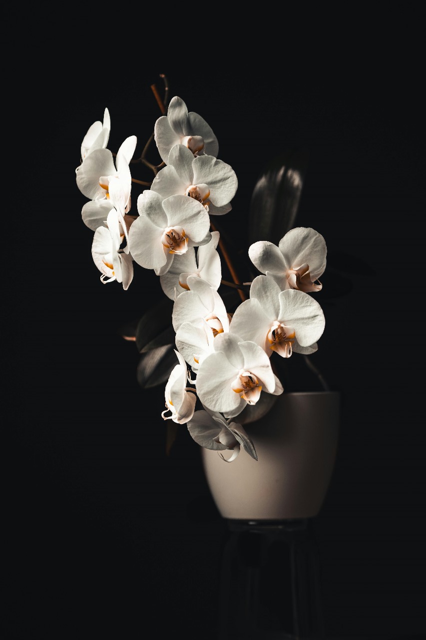 Orchid floral styling for premium corporate events
