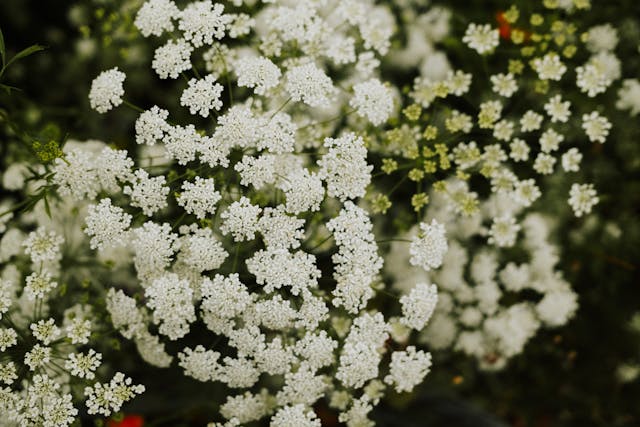 A whimsical garden-style bouquet featuring delicate, white lacy clusters of Queen Anne's Lace