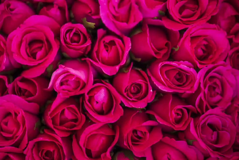 Roses vs Gerbera vs Orchids