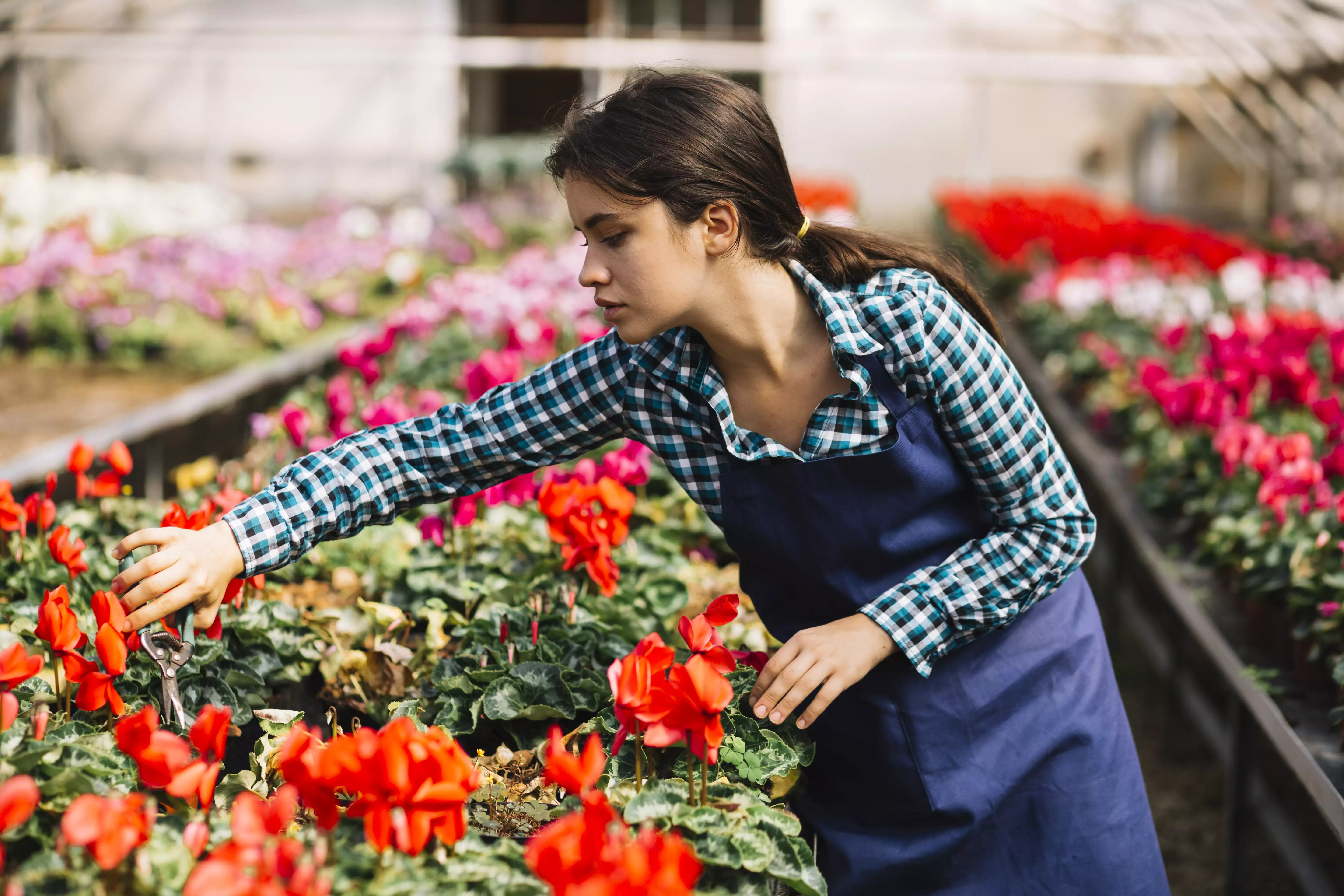Quarterly seasonal flower sourcing guide for event planners in India