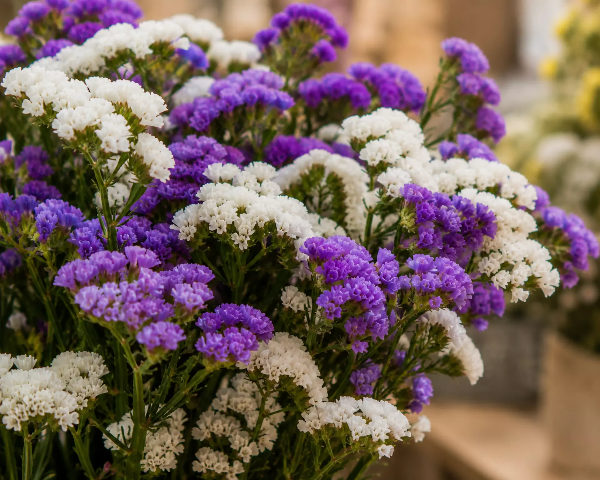 Statice flowers