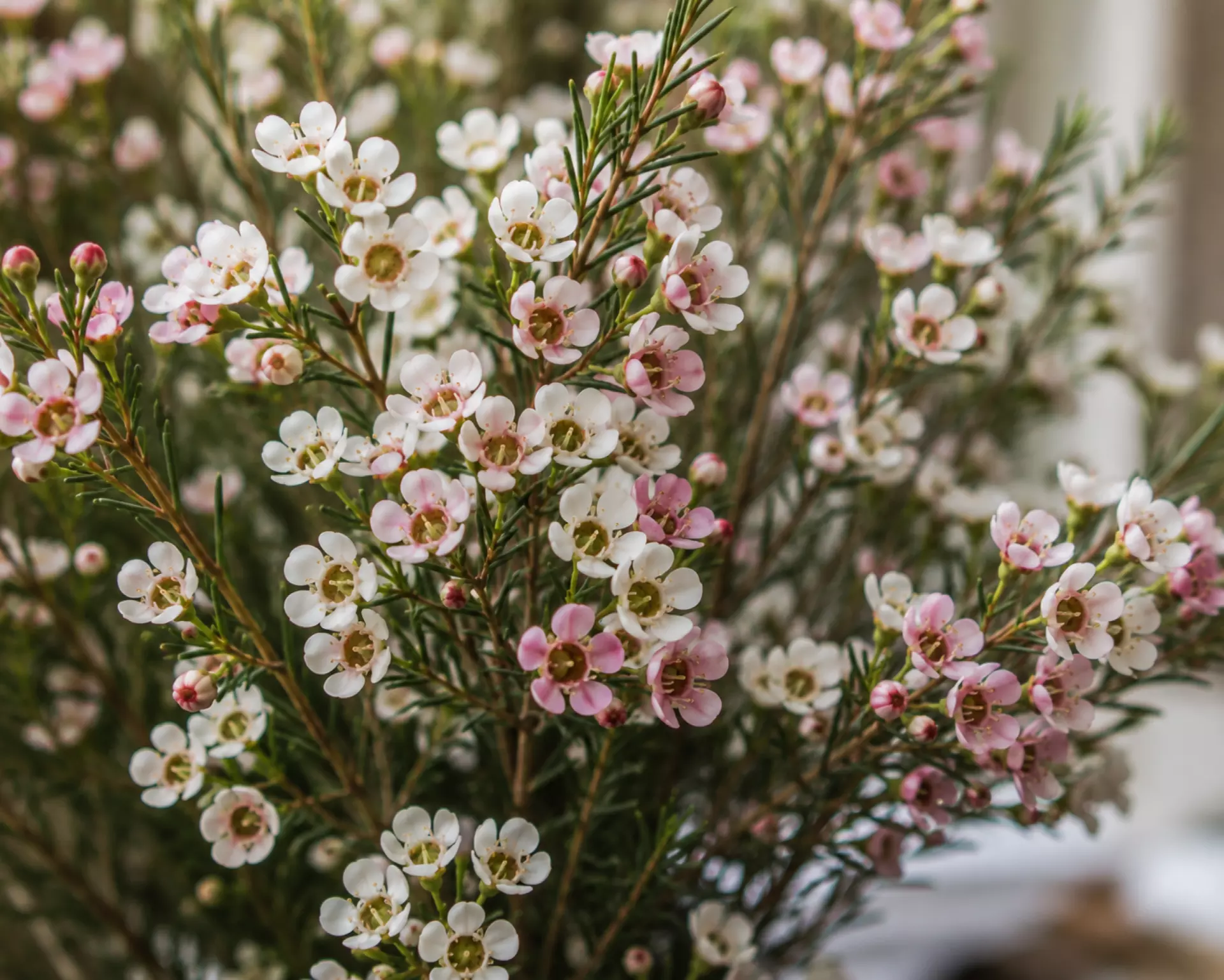 Wax flower in white and pink