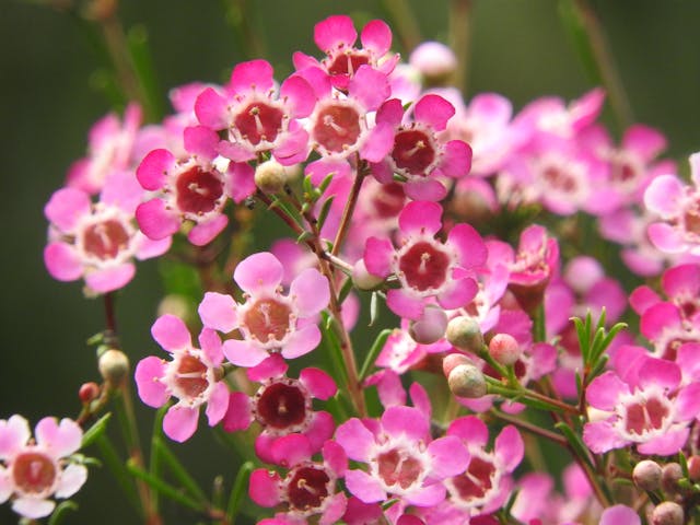 Close-up of delicate pink and white waxflowers with needle-like green foliage